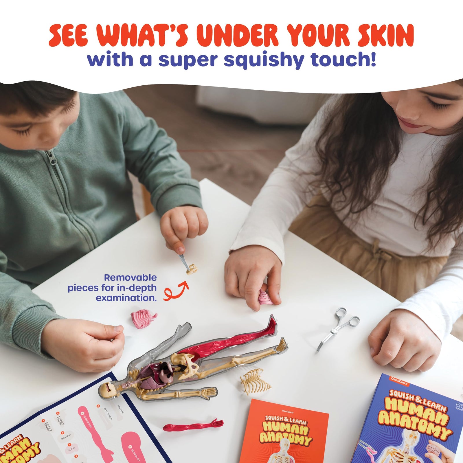Human Anatomy Squishy Body Model with Skeleton Parts for Kids