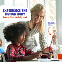 Human Anatomy Squishy Body Model with Skeleton Parts for Kids