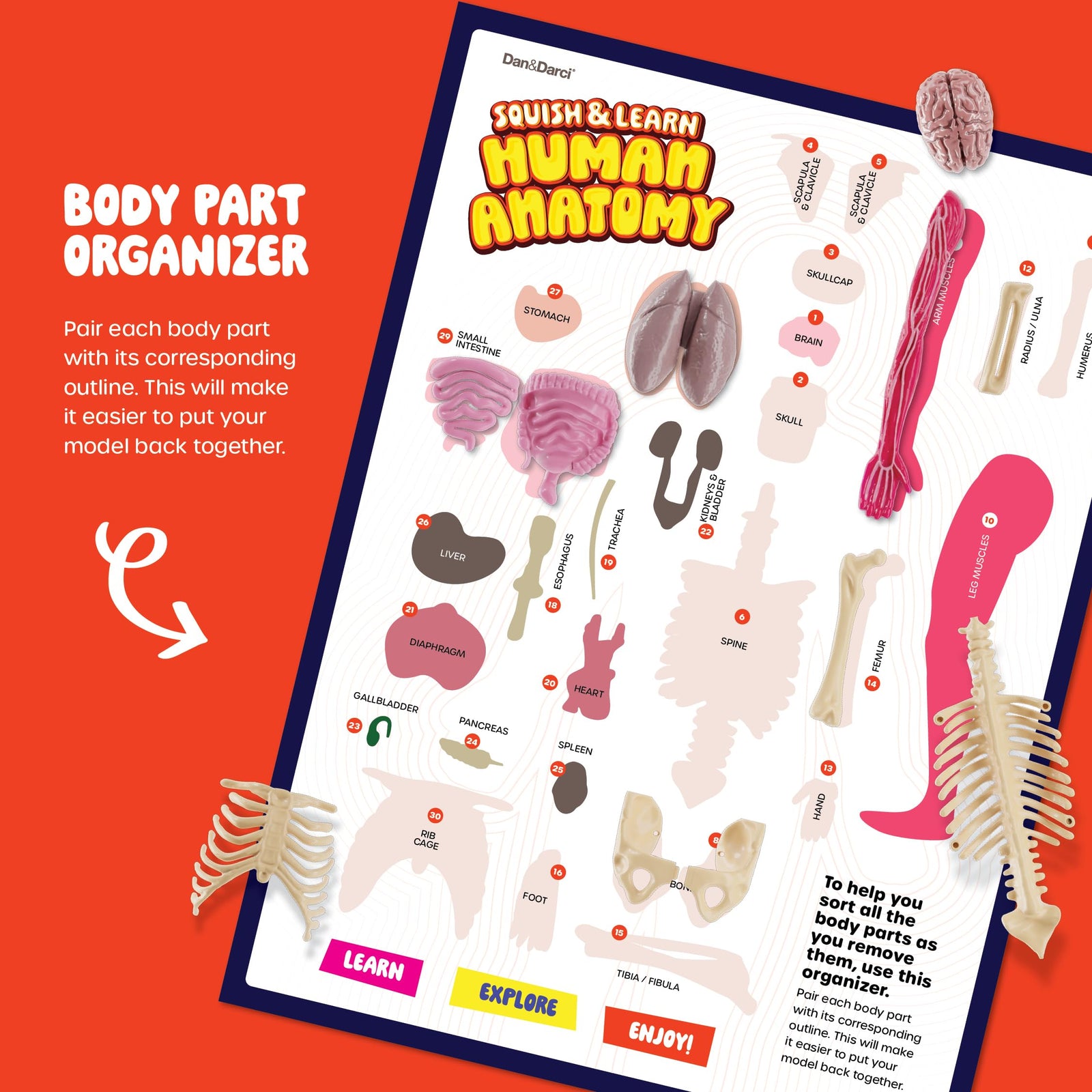 Human Anatomy Squishy Body Model with Skeleton Parts for Kids