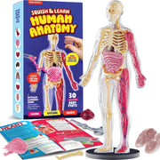 Human Anatomy Squishy Body Model with Skeleton Parts for Kids