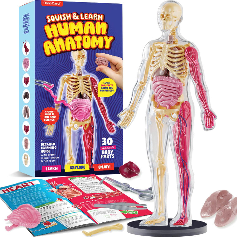 Human Anatomy Squishy Body Model with Skeleton Parts for Kids
