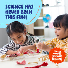 Human Anatomy Squishy Body Model with Skeleton Parts for Kids