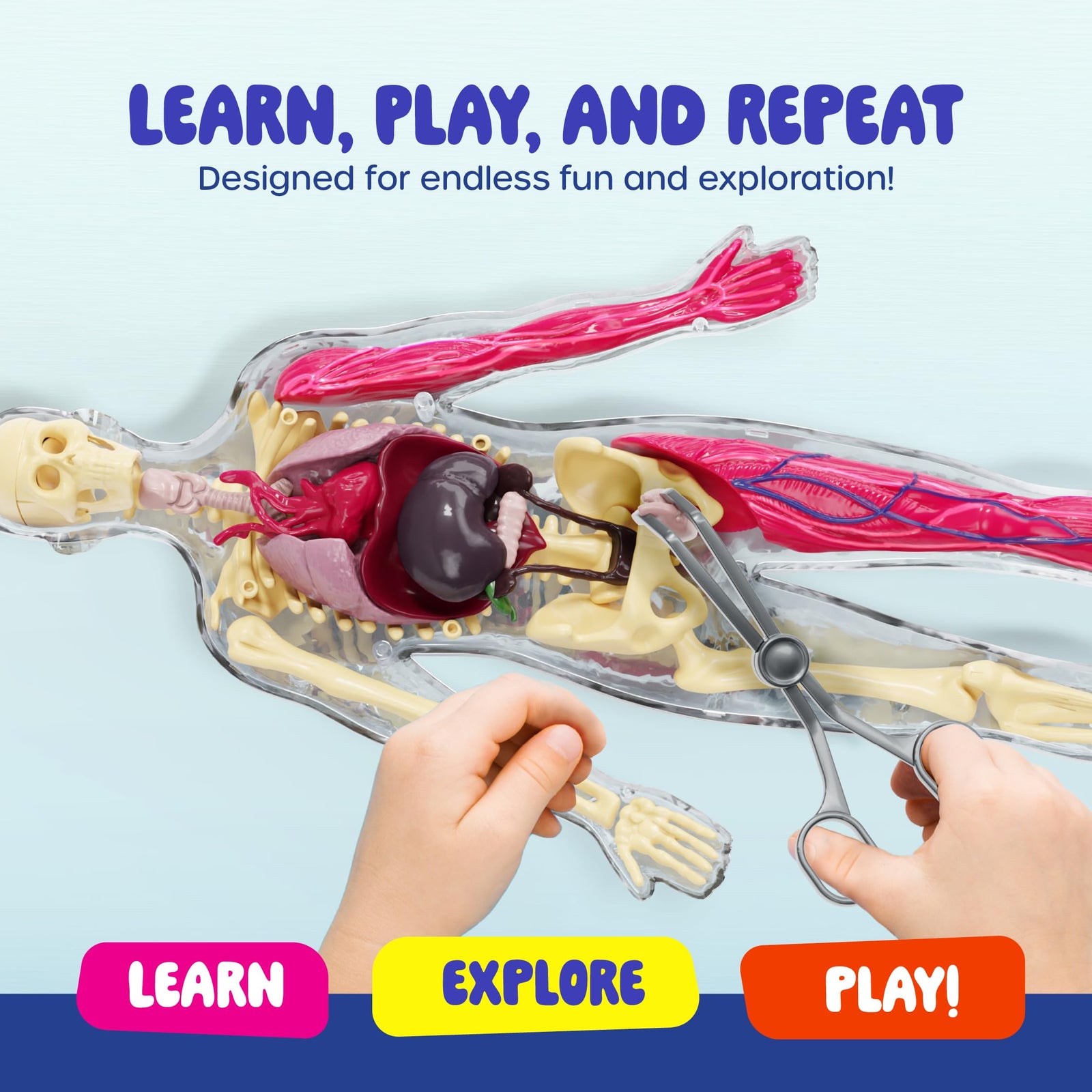 Human Anatomy Squishy Body Model with Skeleton Parts for Kids