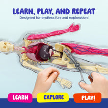 Human Anatomy Squishy Body Model with Skeleton Parts for Kids