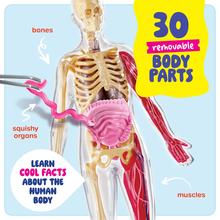Human Anatomy Squishy Body Model with Skeleton Parts for Kids